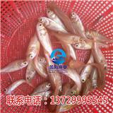 深圳金鳙魚苗廠家【藍海漁業】