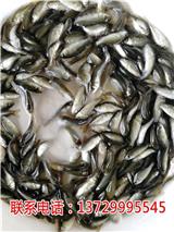 東莞鯉魚苗價格【藍海漁業】