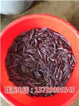 江門埃及塘鲺魚苗報價【藍海漁業】