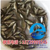 深圳縮項鳊魚苗報價【藍海漁業】