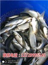 東莞草魚苗價格【藍海漁業】