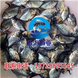 深圳紅鯧魚苗批發【藍海漁業】