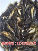深圳中華鯰魚苗批發【藍海漁業】