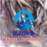 江門大頭魚苗批發【藍海漁業】