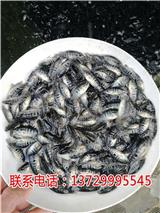 東莞淡水石斑苗價格【藍海漁業】