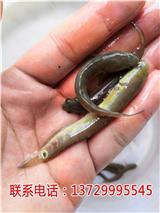 江門七星魚苗廠家【藍海漁業】