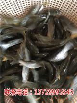 深圳青竹鯇批發【藍海漁業】