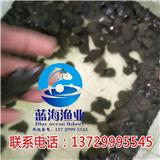 東莞甲魚苗報價【藍海漁業】