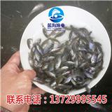 東莞雜交太陽魚苗報價【藍海漁業】