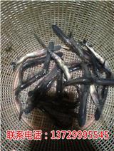 江門鴨嘴魚價格【藍海漁業】