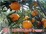 御廣陳2018新會東甲陳皮什么價格一斤%【衢州新聞網(wǎng)】