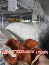 御廣陳三年新會(huì)陳皮價(jià)格多少一斤%【榆林新聞網(wǎng)】