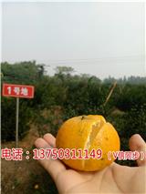 sd品牌sd品牌御廣陳2017年新會(huì)陳皮價(jià)格多少一斤%【宜賓新聞網(wǎng)】