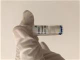 鉛黃腸球菌 ATCC菌種中文官網 BIOBW生物