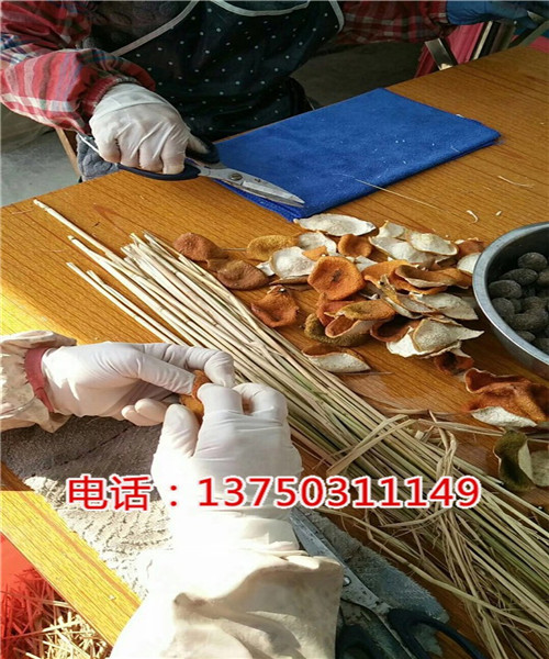 新会御广陈|大量广东三宝扎厂家批发零售【平顶山新闻网】