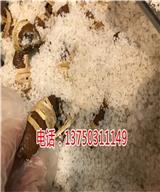 新會御廣陳|大量廣東三寶扎廠家批發零售價格%【蘭州新聞網】