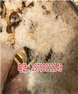 新會御廣陳|大量廣東三寶扎廠家批發零售價格【南陽新聞網】