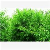 行業前列的水蜜桃樹苗，陽山水蜜桃水蜜桃樹苗報價