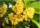 誰(shuí)知道？哪里的四川苗木批發(fā)基地實(shí)惠