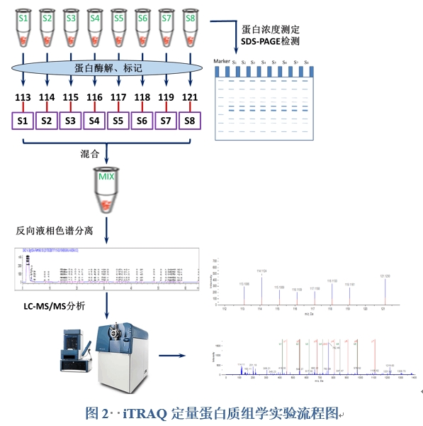 蛋白胶条溶液鉴定制造商