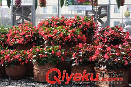 沈陽千日紅種植的土地進行調(diào)整 