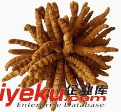 北京魯谷回收海參13021062888玉泉路回收冬蟲夏草原始圖片3