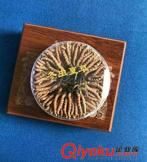 廊坊回收冬蟲夏草13581832588收購北京同仁堂蟲草