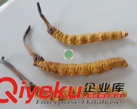廊坊回收冬蟲夏草13581832588收購北京同仁堂蟲草
