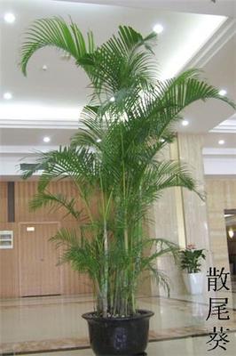 武汉植物租赁 武汉绿植租摆 汉阳绿植租摆 汉口植物租赁 洪山区植物租赁 青山区绿植租赁 江岸区植物租摆东西湖花卉租赁摆