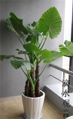 武漢植物租賃 武漢綠植租擺 漢陽綠植租擺 漢口植物租賃 洪山區(qū)植物租賃 青山區(qū)綠植租賃 江岸區(qū)植物租擺東西湖花卉租賃擺原始圖片3