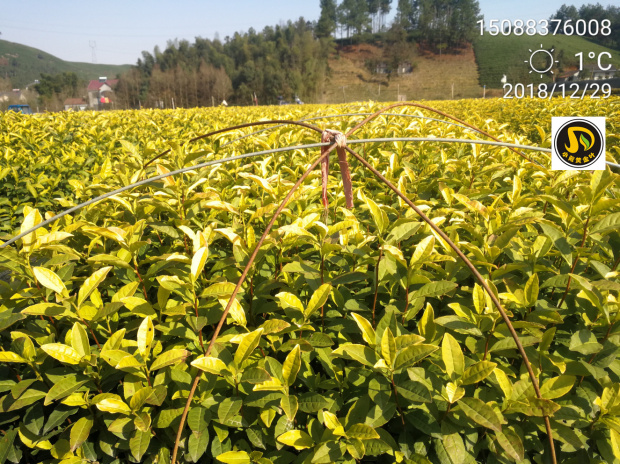 开春茶苗种植 黄金叶茶苗 联系：15088376008 安吉黄金芽