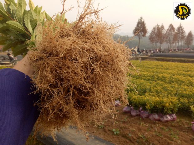 黄金叶茶苗 种植旺季 安吉黄金芽 联系：15088376008