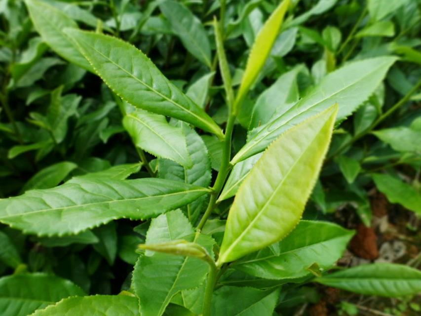 供應(yīng)中茶108茶苗（湖北中茶108茶苗）一級(jí)良種茶苗