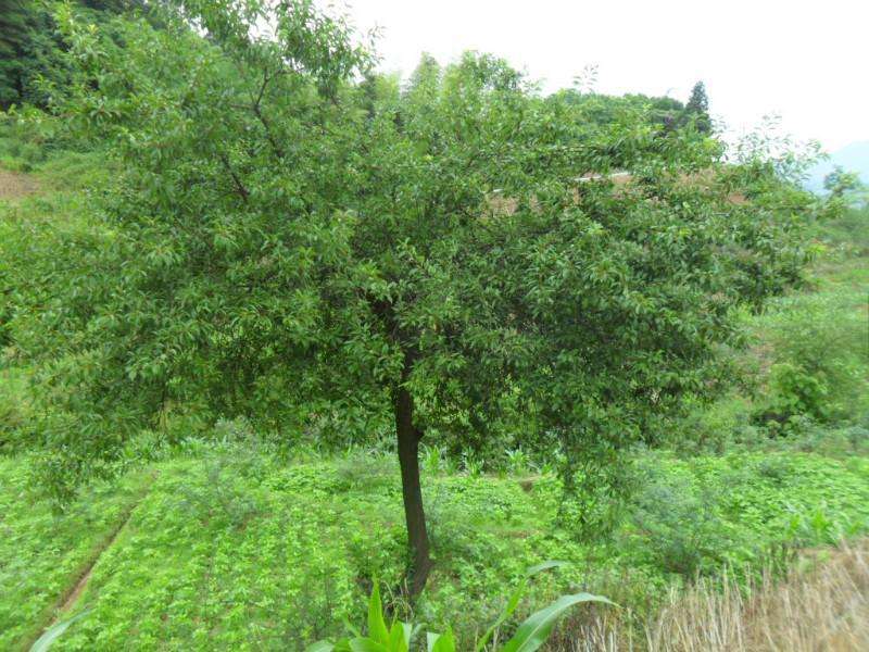 大量供應(yīng)河北保定綠化棗樹 規(guī)格齊全 包上車