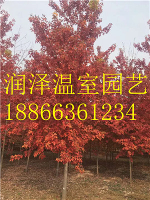 【十月光輝紅楓|加拿大糖槭|加拿大唐棣|挪威槭黃金楓|歐洲丁香】