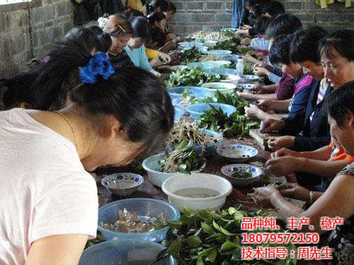 油茶|油茶苗圃基地|高产油茶苗品种