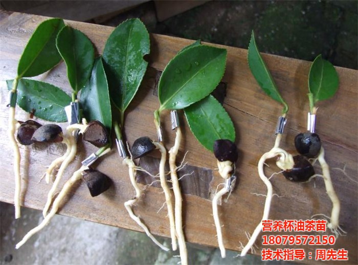 油茶樹苗批發(fā)_江西油茶樹苗批發(fā)_油茶苗圃基地(多圖)