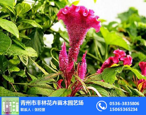 吳忠雞冠花、豐林花卉苗木(優質商家)、雞冠花景觀