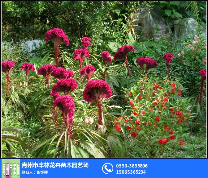 鸡冠花种植,丰林宿根花卉基地,甘南鸡冠花