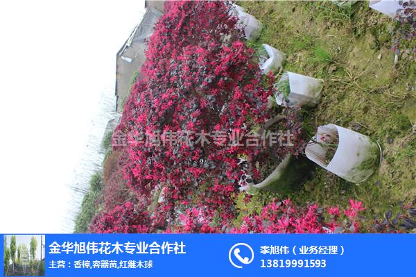 福建大杯苗、旭偉花木(在線咨詢)、紅葉石楠大杯苗批發