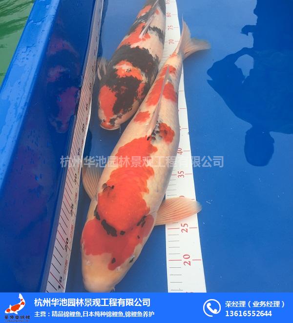 家庭魚池集成過濾器、寧化魚池集成過濾器、杭州華池園林