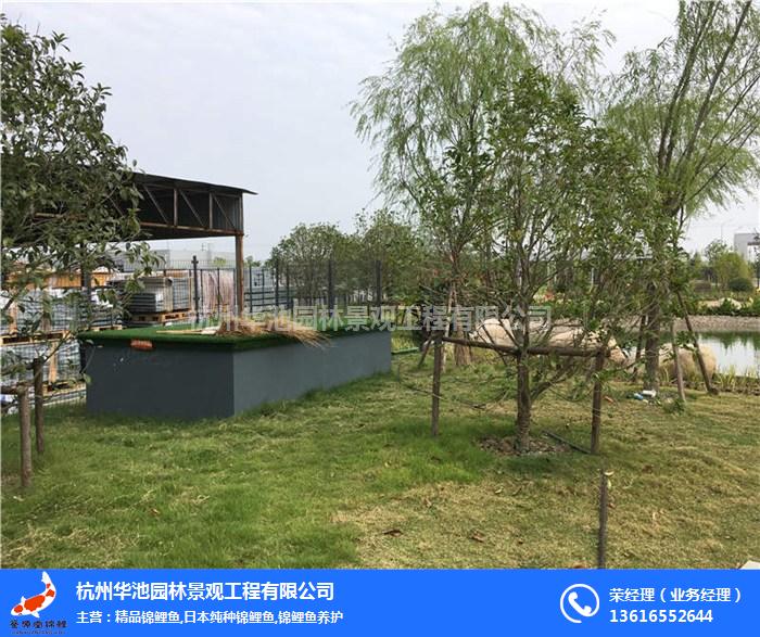優(yōu)質(zhì)錦鯉苗銷售|黃山過濾器|杭州華池園林(查看)
