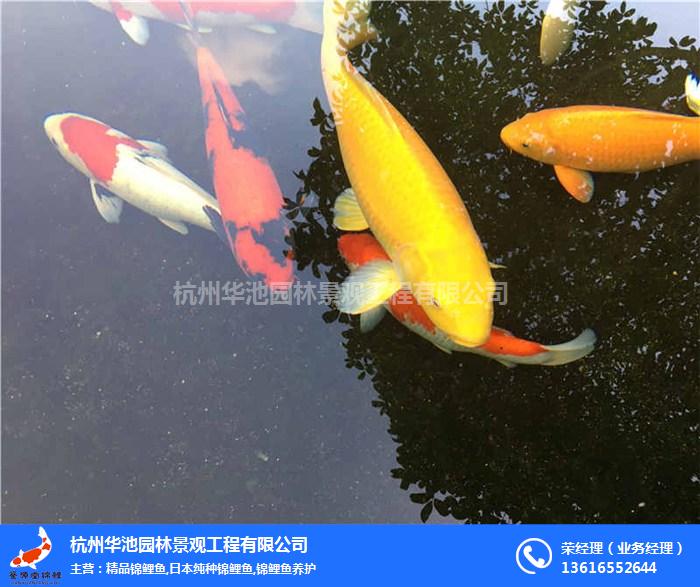 管道過濾器,廬陽(yáng)區(qū)過濾器,杭州華池園林(在線咨詢)