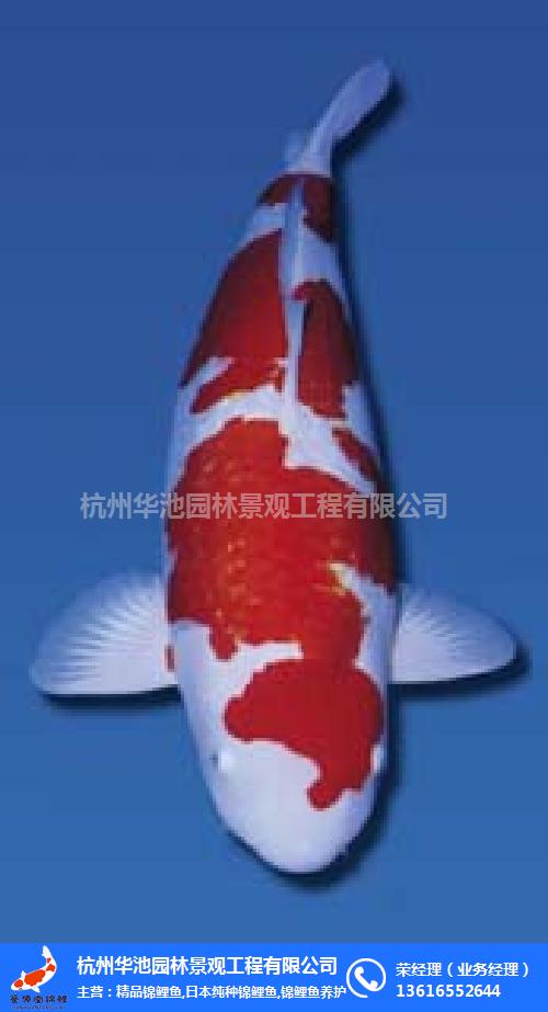 淮安錦鯉魚怎么養(yǎng),錦鯉魚怎么養(yǎng)的視頻,杭州華池園林(多圖)