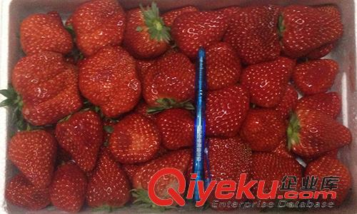 丹東99草莓