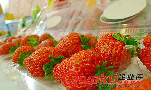 99草莓哪家好