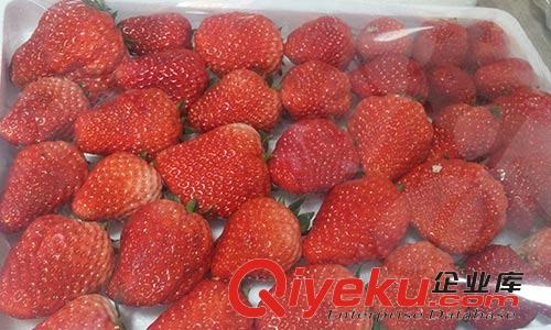 沈陽九九草莓