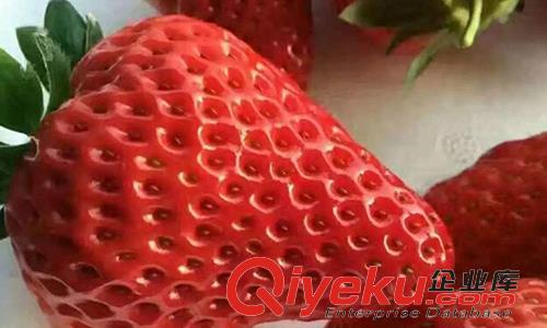 99草莓價格