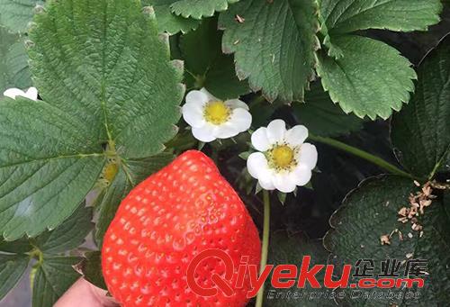 草莓批發(fā)多少錢一斤