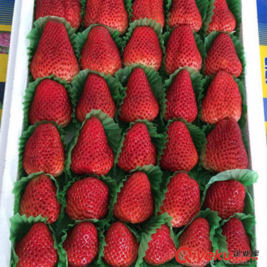 富硒草莓代理